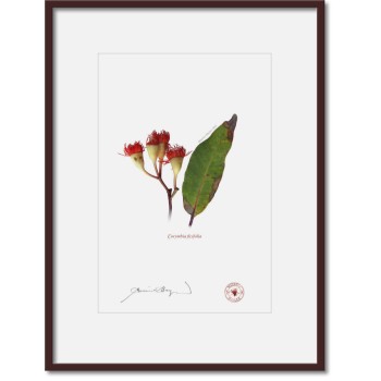 224 Corymbia ficifolia - A4 Print Ready to Frame With 12″ × 16″ Mat and Backing