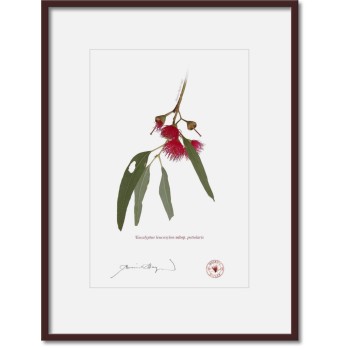 229 Eucalyptus leucoxylon subsp. petiolaris - A4 Print Ready to Frame With 12″ × 16″ Mat and Backing