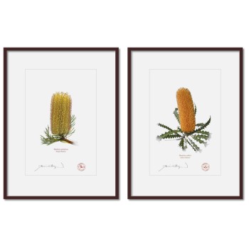 Banksia Flower Collection 2 Diptych - A4 Prints Ready to Frame With 12″ × 16″ Mats and Backing