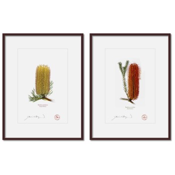 Banksia Flower Collection 3 Diptych - A4 Prints Ready to Frame With 12″ × 16″ Mats and Backing