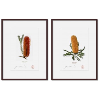 Banksia Flower Collection 4 Diptych - A4 Prints Ready to Frame With 12″ × 16″ Mats and Backing
