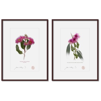 Eucalyptus 'Rosea' Cultivars Diptych - A4 Prints Ready to Frame With 12″ × 16″ Mats and Backing