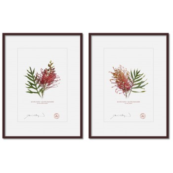 Grevillea Collection 1 Diptych - A4 Prints Ready to Frame With 12″ × 16″ Mats and Backing