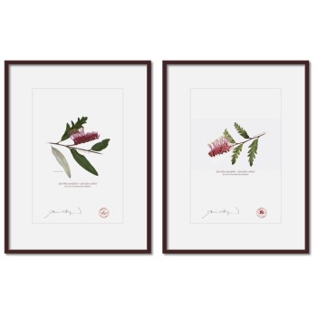 Grevillea 'Poorinda Royal Mantle' Diptych - A4 Prints Ready to Frame With 12″ × 16″ Mats and Backing