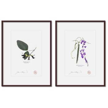 Two Coral Peas Diptych - A4 Prints Ready to Frame With 12″ × 16″ Mats and Backing