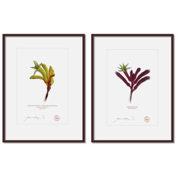 Kangaroo Paw (Anigozanthos) Diptych - A4 Prints Ready to Frame With 12″ × 16″ Mats and Backing