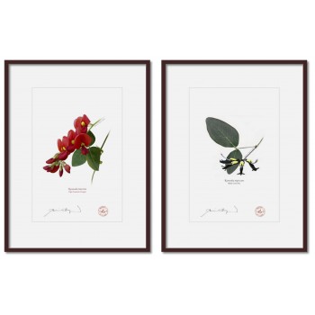 Kennedia species Diptych - A4 Prints Ready to Frame With 12″ × 16″ Mats and Backing