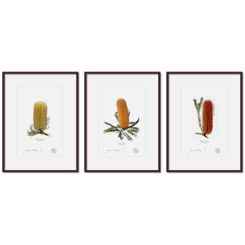 Banksia Flower Collection 1 Triptych - A4 Prints Ready to Frame With 12″ × 16″ Mats and Backing