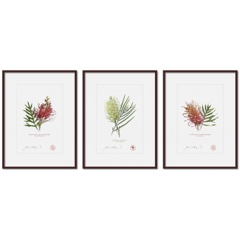 Grevillea Collection 3 Triptych - A4 Prints Ready to Frame With 12″ × 16″ Mats and Backing