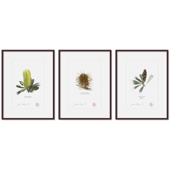 Life of a Banksia Flower Triptych - A4 Prints Ready to Frame With 12″ × 16″ Mats and Backing