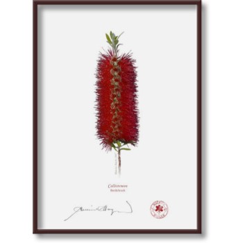 010 Bottlebrush (Callistemon) - 5″ × 7″ Flat Print, No Mat