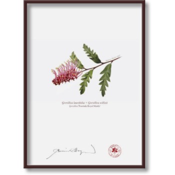 Grevillea 'Poorinda Royal Mantle' Diptych - 5″ × 7″ Flat Prints, No Mats