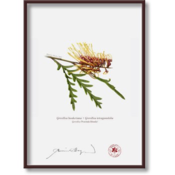 Grevillea Collection 2 Diptych - 5″ × 7″ Flat Prints, No Mats