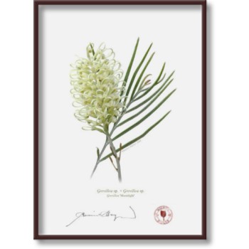 Grevillea Collection 3 Triptych - 5″ × 7″ Flat Prints, No Mats