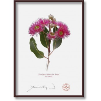 121 Red Ironbark (Eucalyptus sideroxylon 'Rosea') - 5″ × 7″ Flat Print, No Mat