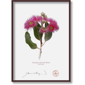 Eucalyptus 'Rosea' Cultivars Diptych - 5″ × 7″ Flat Prints, No Mats