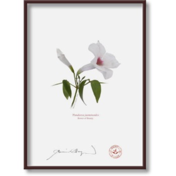 123 Pandorea jasminoides - 5″ × 7″ Flat Print, No Mat