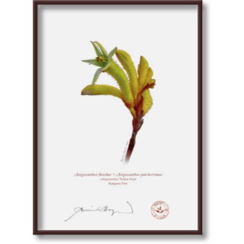 Kangaroo Paw (Anigozanthos) Diptych - 5″ × 7″ Flat Prints, No Mats