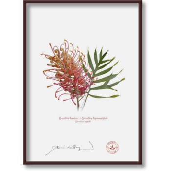 135 Grevillea 'Superb' - 5″ × 7″ Flat Print, No Mat