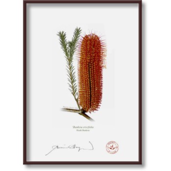 Banksia Flower Collection 4 Diptych - 5″ × 7″ Flat Prints, No Mats