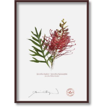 149 Grevillea 'Robyn Gordon' - 5″ × 7″ Flat Print, No Mat