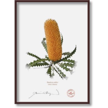 Banksia Flower Collection 1 Triptych - 5″ × 7″ Flat Prints, No Mats