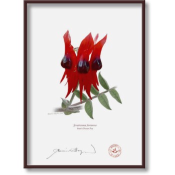 160 Sturt's Desert Pea (Swainsona formosa) - 5″ × 7″ Flat Print, No Mat