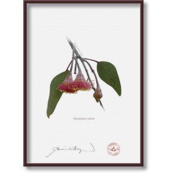 161 Eucalyptus caesia - 5″ × 7″ Flat Print, No Mat