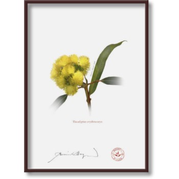 162 Eucalyptus erythrocorys - 5″ × 7″ Flat Print, No Mat