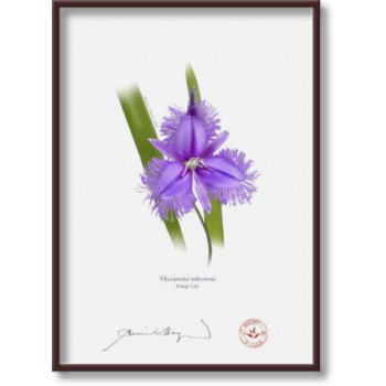 163 Fringe Lily (Thysanotus tuberosus) - 5″ × 7″ Flat Print, No Mat