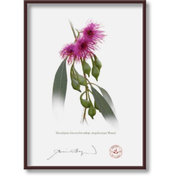 Eucalyptus leucoxylon subspecies Diptych - 5″ × 7″ Flat Prints, No Mats