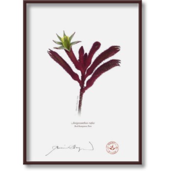 Kangaroo Paw (Anigozanthos) Diptych - 5″ × 7″ Flat Prints, No Mats