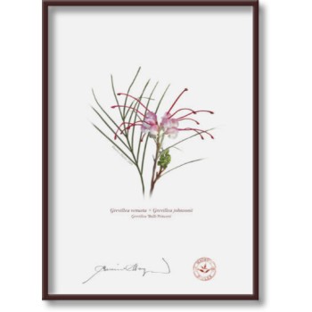 188 Grevillea 'Bulli Princess' - 5″ × 7″ Flat Print, No Mat