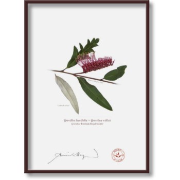 Grevillea 'Poorinda Royal Mantle' Diptych - 5″ × 7″ Flat Prints, No Mats