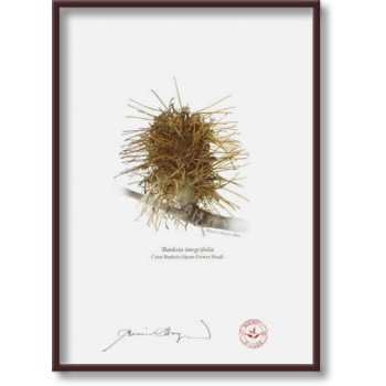 193 Spent Coast Banksia Flower (Banksia integrifolia) - 5″ × 7″ Flat Print, No Mat