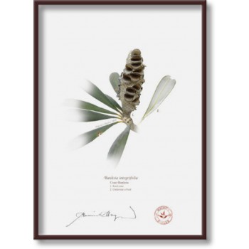 194 Coast Banksia Seed Cone and Leaf (Banksia integrifolia) - 5″ × 7″ Flat Print, No Mat