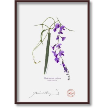 203 Hardenbergia violacea - 5″ × 7″ Flat Print, No Mat