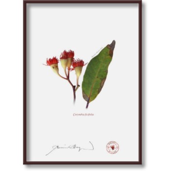 224 Corymbia ficifolia - 5″ × 7″ Flat Print, No Mat