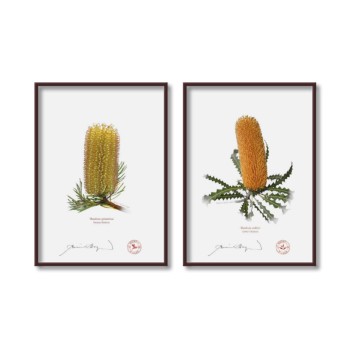 Banksia Flower Collection 2 Diptych - 5″ × 7″ Flat Prints, No Mats