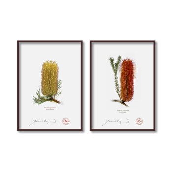 Banksia Flower Collection 3 Diptych - 5″ × 7″ Flat Prints, No Mats