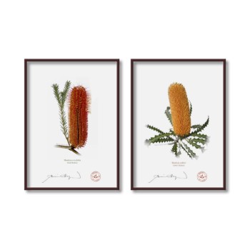 Banksia Flower Collection 4 Diptych - 5″ × 7″ Flat Prints, No Mats