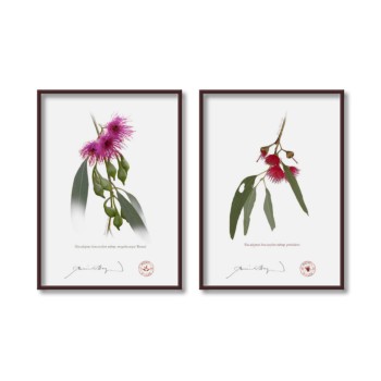 Eucalyptus leucoxylon subspecies Diptych - 5″ × 7″ Flat Prints, No Mats