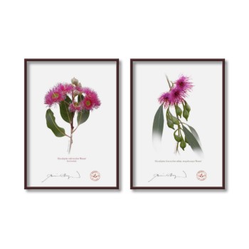 Eucalyptus 'Rosea' Cultivars Diptych - 5″ × 7″ Flat Prints, No Mats