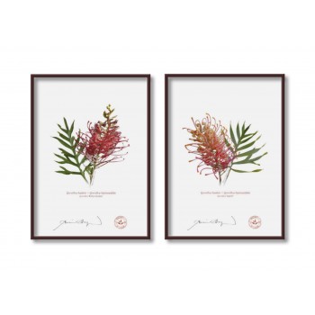 Grevillea Collection 1 Diptych - 5″ × 7″ Flat Prints, No Mats