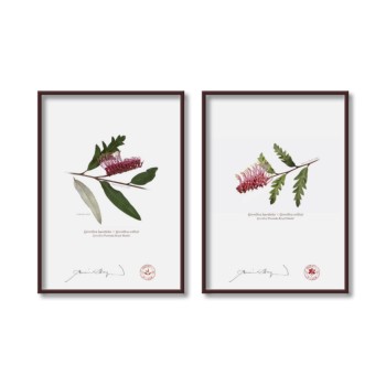 Grevillea 'Poorinda Royal Mantle' Diptych - 5″ × 7″ Flat Prints, No Mats