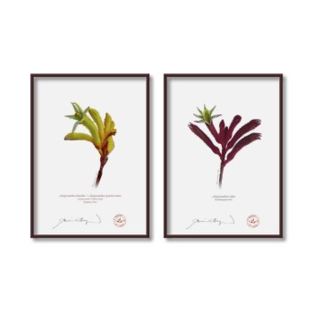 Kangaroo Paw (Anigozanthos) Diptych - 5″ × 7″ Flat Prints, No Mats