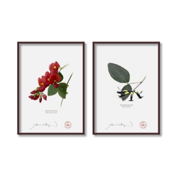 Kennedia species Diptych - 5″ × 7″ Flat Prints, No Mats