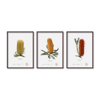 Banksia Flower Collection 1 Triptych - 5″ × 7″ Flat Prints, No Mats