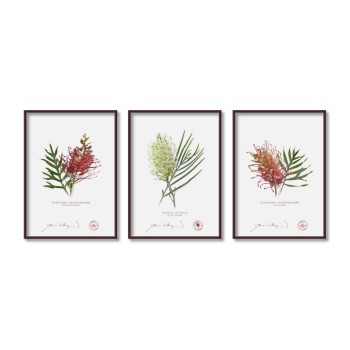 Grevillea Collection 3 Triptych - 5″ × 7″ Flat Prints, No Mats