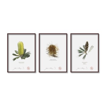 Life of a Banksia Flower Triptych - 5″ × 7″ Flat Prints, No Mats